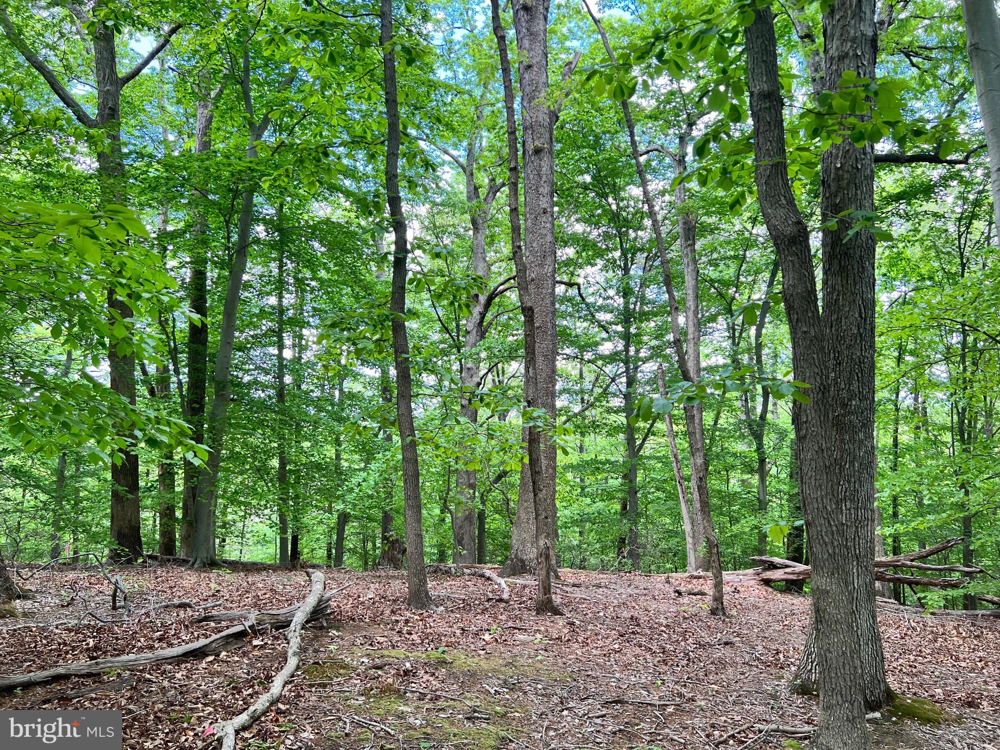 Old Colchester Road Lorton, VA 22079 - Photo 10 of 41