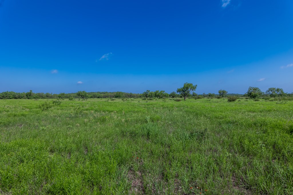 88291 Suaa Rd Well Lohn, TX 76852 - Photo 19 of 48 a view of a big yard with a large tree