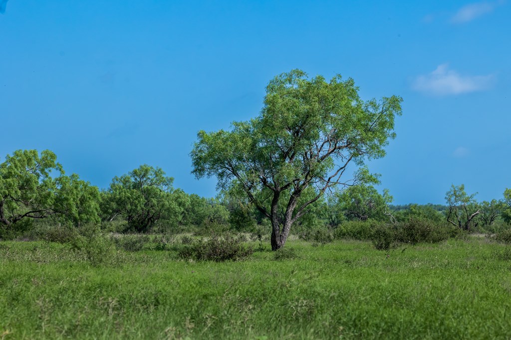 88291 Suaa Rd Well Lohn, TX 76852 - Photo 25 of 48 a view of a lush green space
