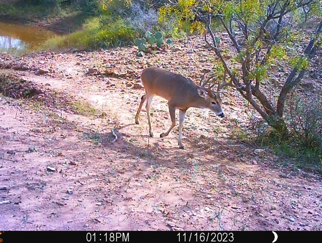 88291 Suaa Rd Well Lohn, TX 76852 - Photo 5 of 48 a view of a yard with a tree