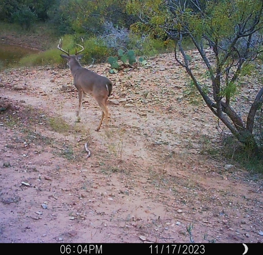 88291 Suaa Rd Well Lohn, TX 76852 - Photo 6 of 48 a view of a yard with plants and a bench