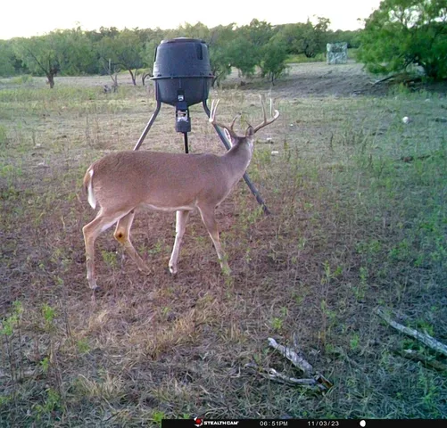 a view of a yard in a yard