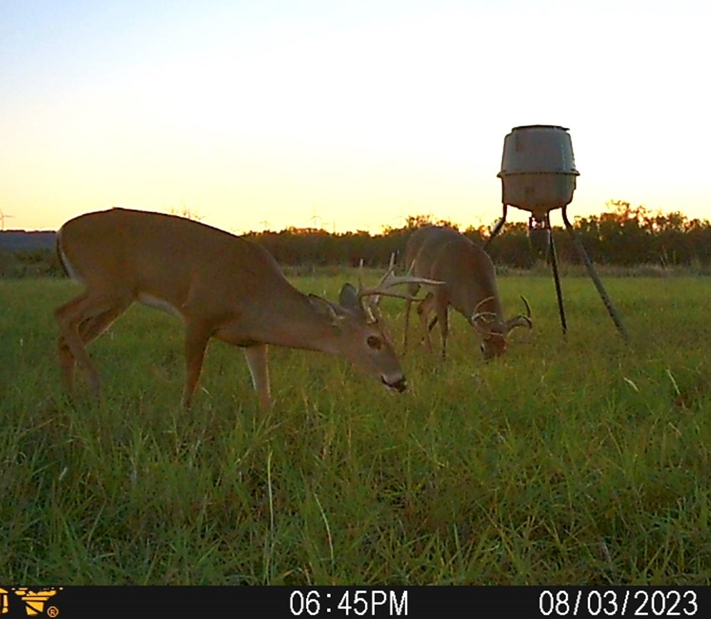 88291 Suaa Rd Well Lohn, TX 76852 - Photo 9 of 48 a view of a yard