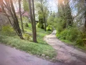 a view of a yard with plants and a large trees