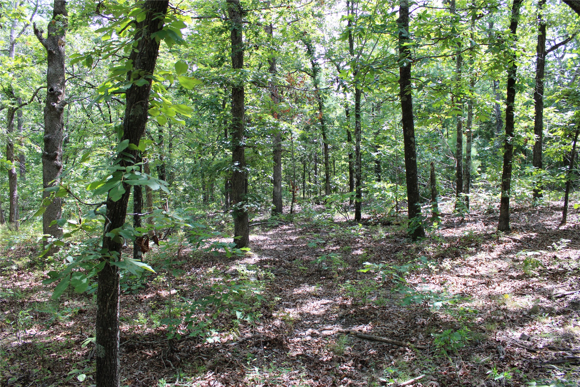 Buffalo Mountain Road Talihina, OK 74571 - Photo 11 of 25 Wooded lot featuring mature trees and dappled sunlight