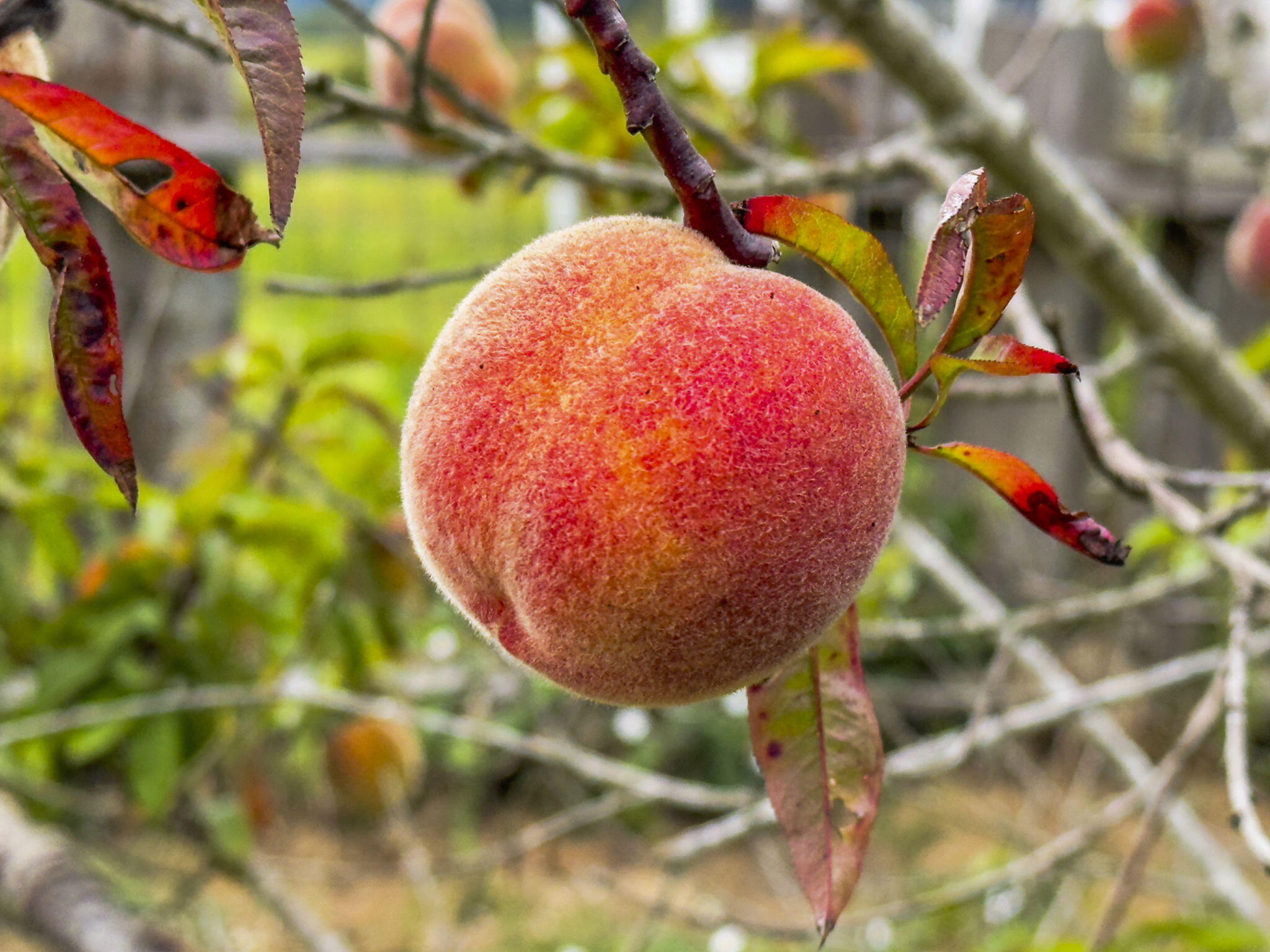 311 Hookton Road Loleta, CA 95551 - Photo 29 of 33 311 Hookton - Fruit Trees (2)