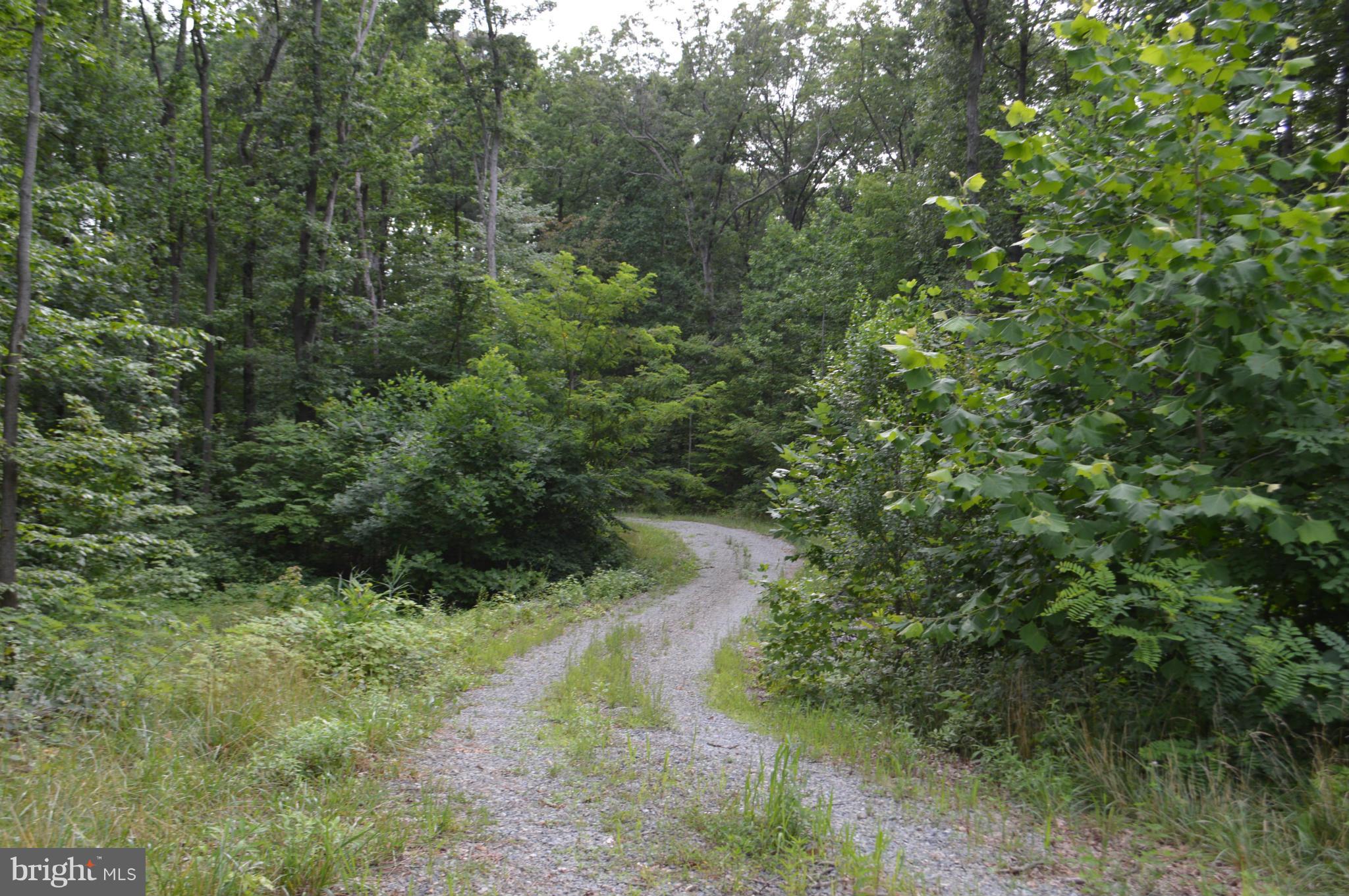 730 Back River Neck Road Baltimore, MD 21221 - Photo 3 of 7 a view of a forest with a tree