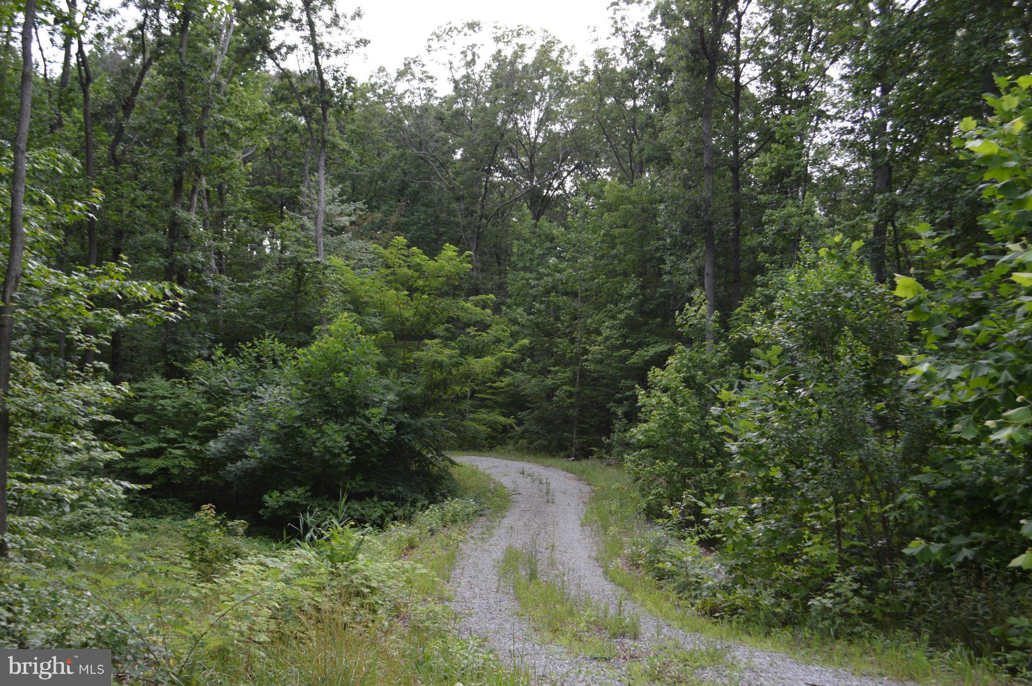 730 Back River Neck Road Baltimore, MD 21221 - Photo 7 of 7 a view of a forest with a street