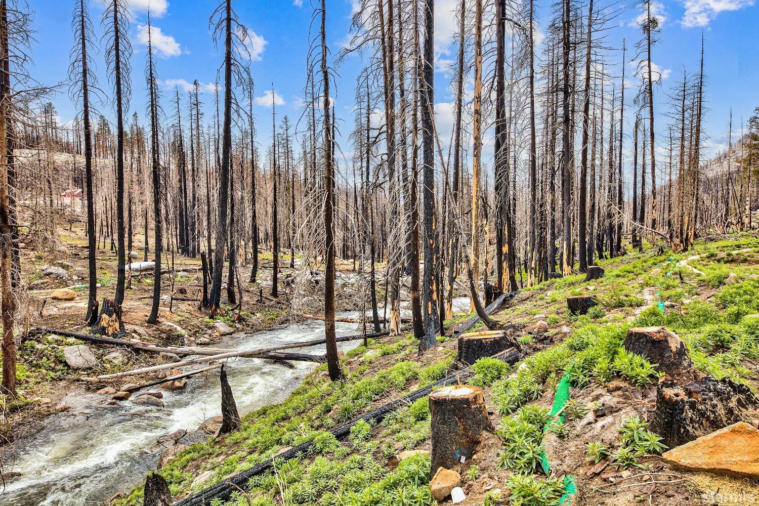 19852 Highway 50 Twin Bridges, CA 95735 - Photo 12 of 16 a view of a garden with tall trees