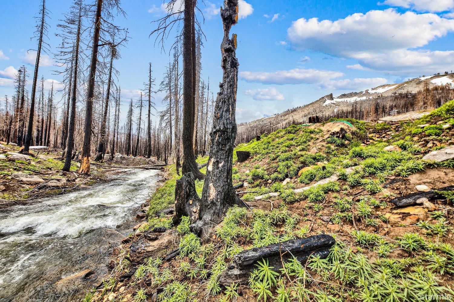 19852 Highway 50 Twin Bridges, CA 95735 - Photo 14 of 16 a view of a yard with plants