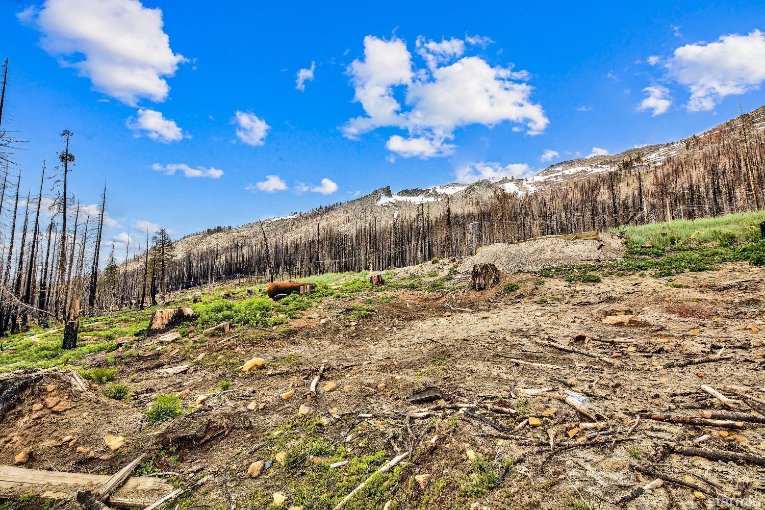 19852 Highway 50 Twin Bridges, CA 95735 - Photo 10 of 16 a view of a yard with an tree