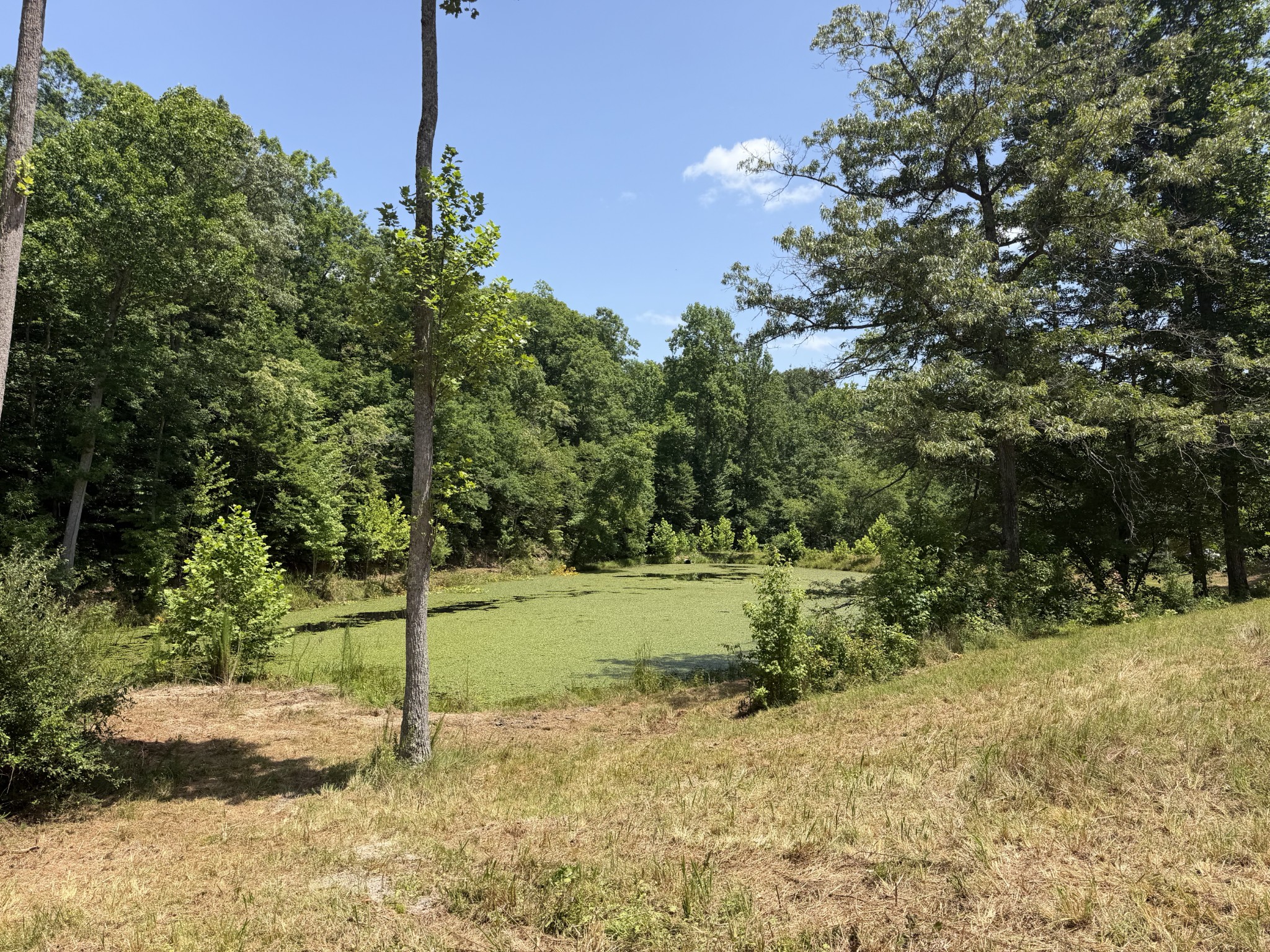 215 Bar Bee Road Hohenwald, TN 38462 - Photo 11 of 51