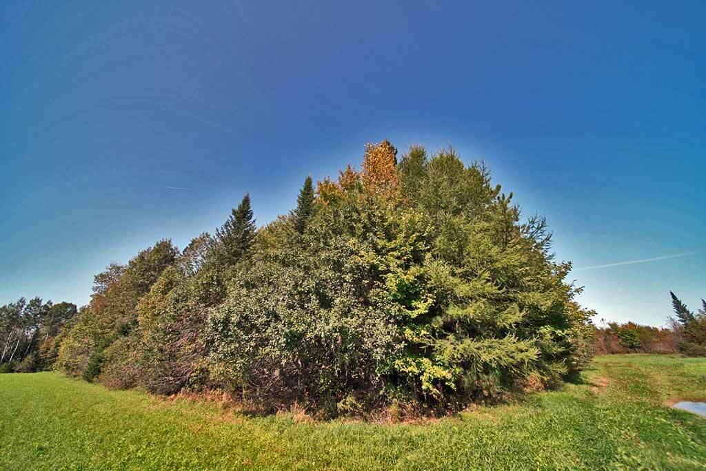 Lot 5.1 Off Ludlow Road Houlton, ME 04730 - Photo 42 of 43 ludlow-me-pine-tree-plantat