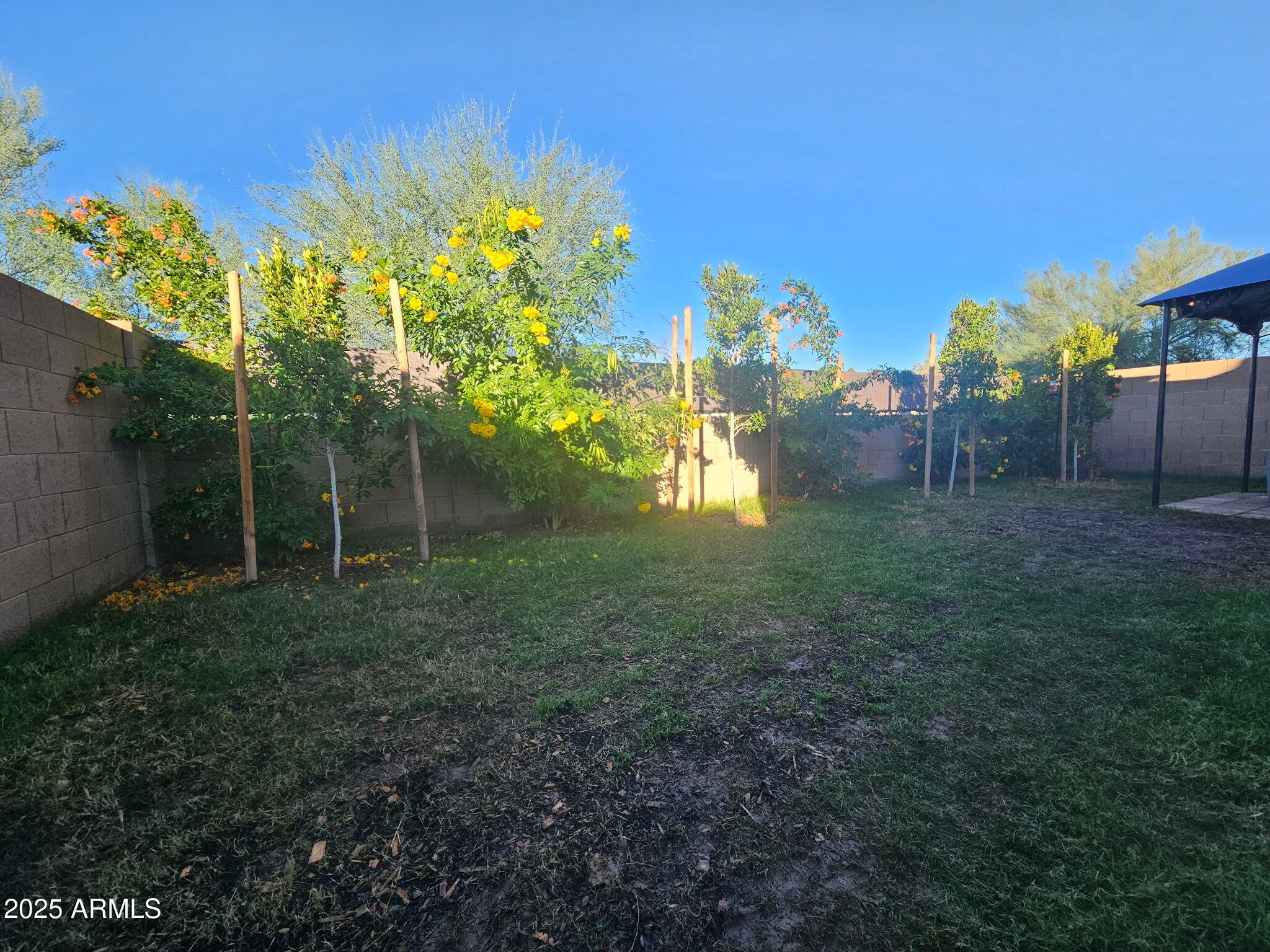 3436 South Chaparral Road Apache Junction, AZ 85119 - Photo 22 of 28 a view of a yard with an tree