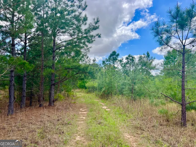 a view of a bunch of trees