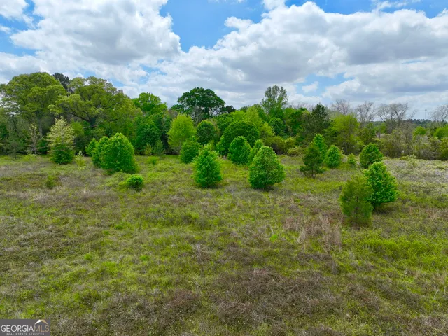 a view of a lush green forest