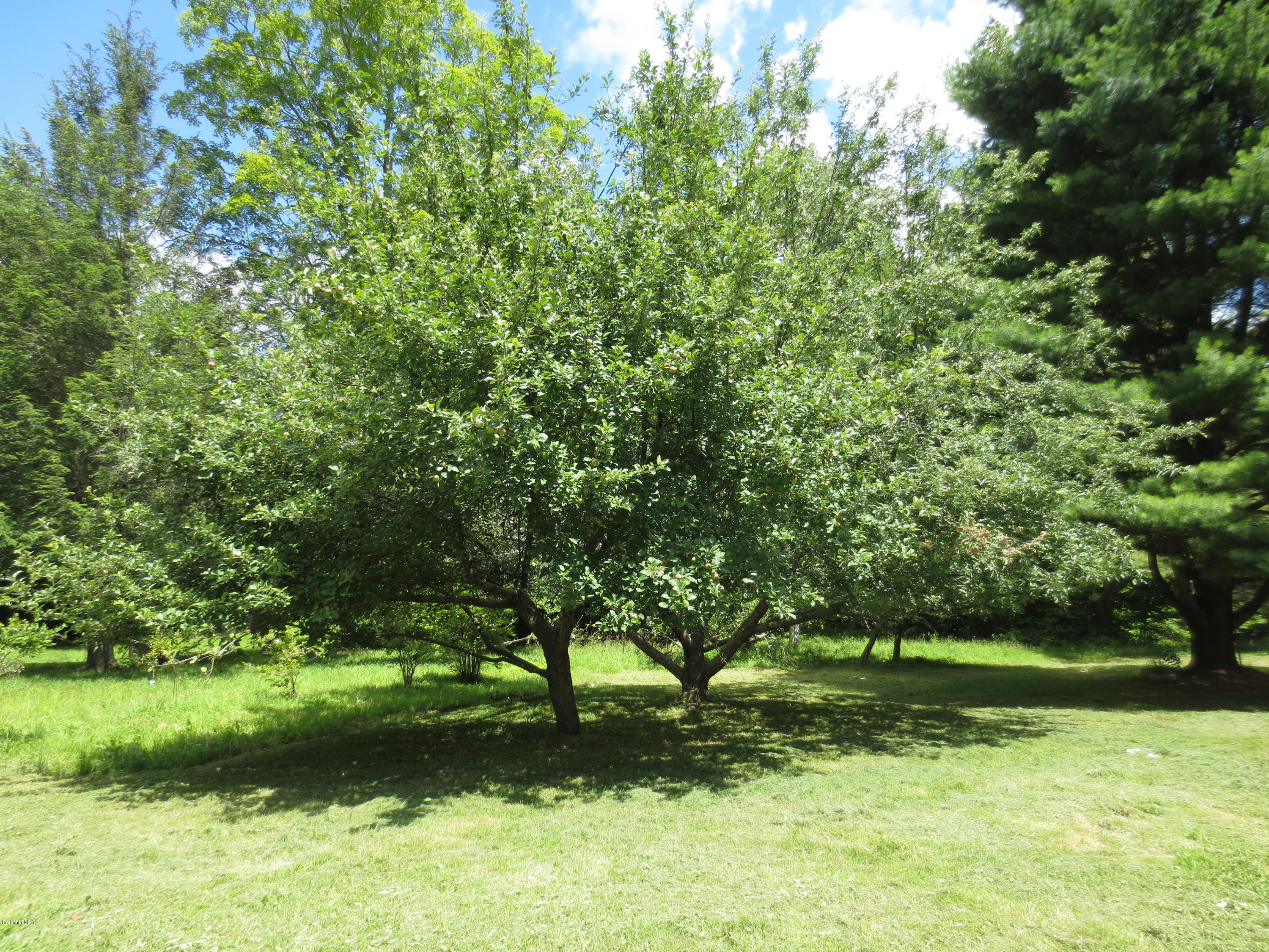 87 Crane Road Chester, MA 01011 - Photo 14 of 16 a view of a yard
