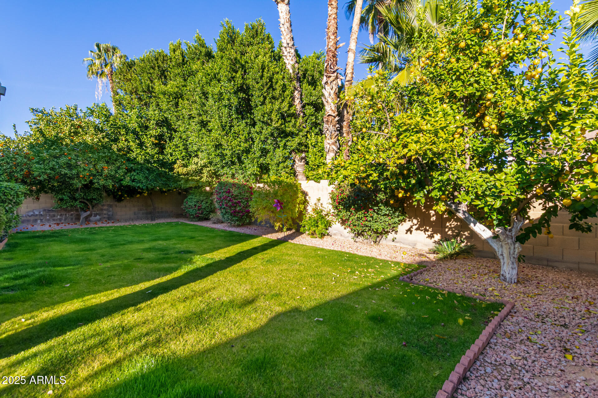 16607 North 50th Way Scottsdale, AZ 85254 - Photo 24 of 24 a view of a yard with a tree