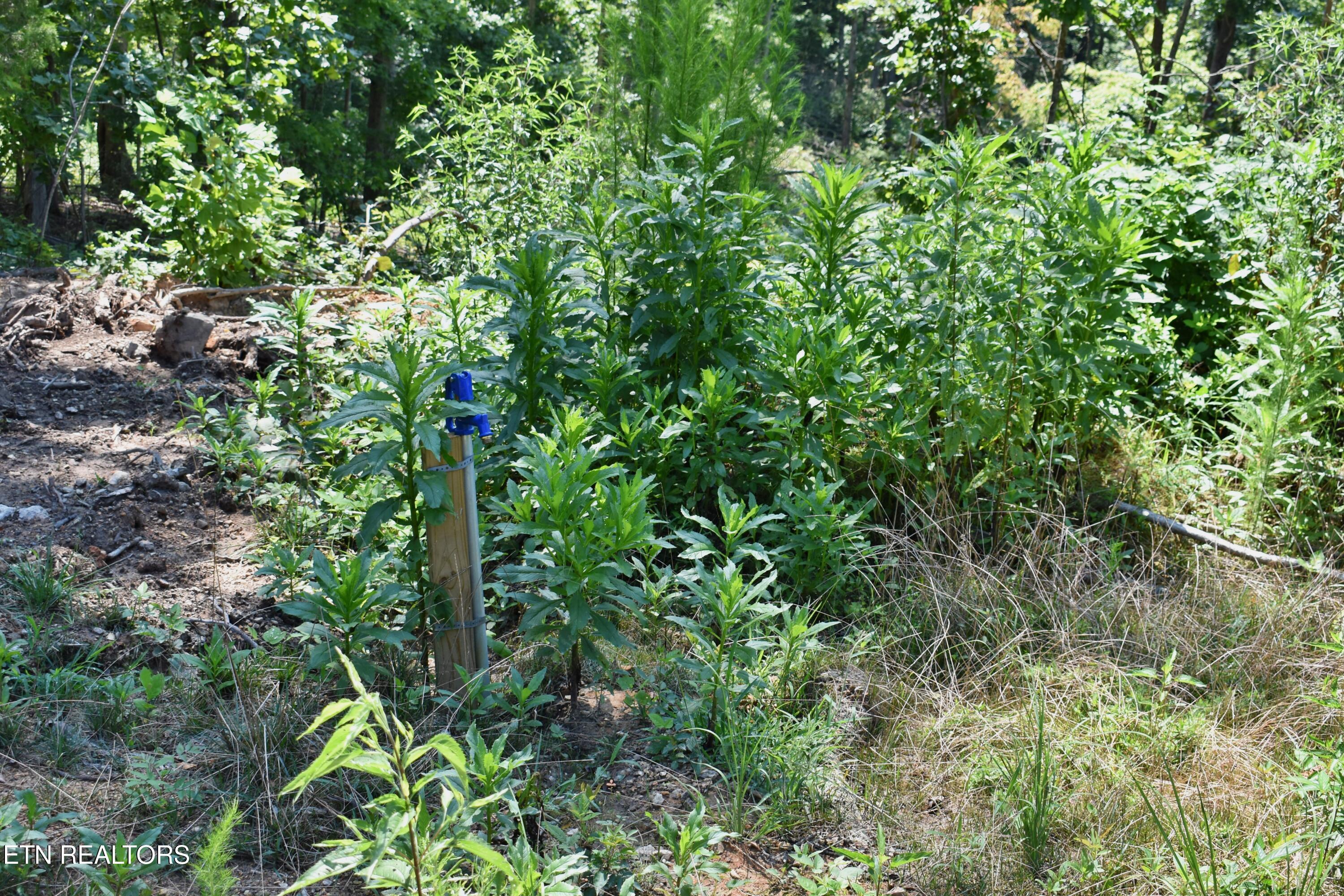 521 Norton Road Philadelphia, TN 37846 - Photo 17 of 42 DSC_0992