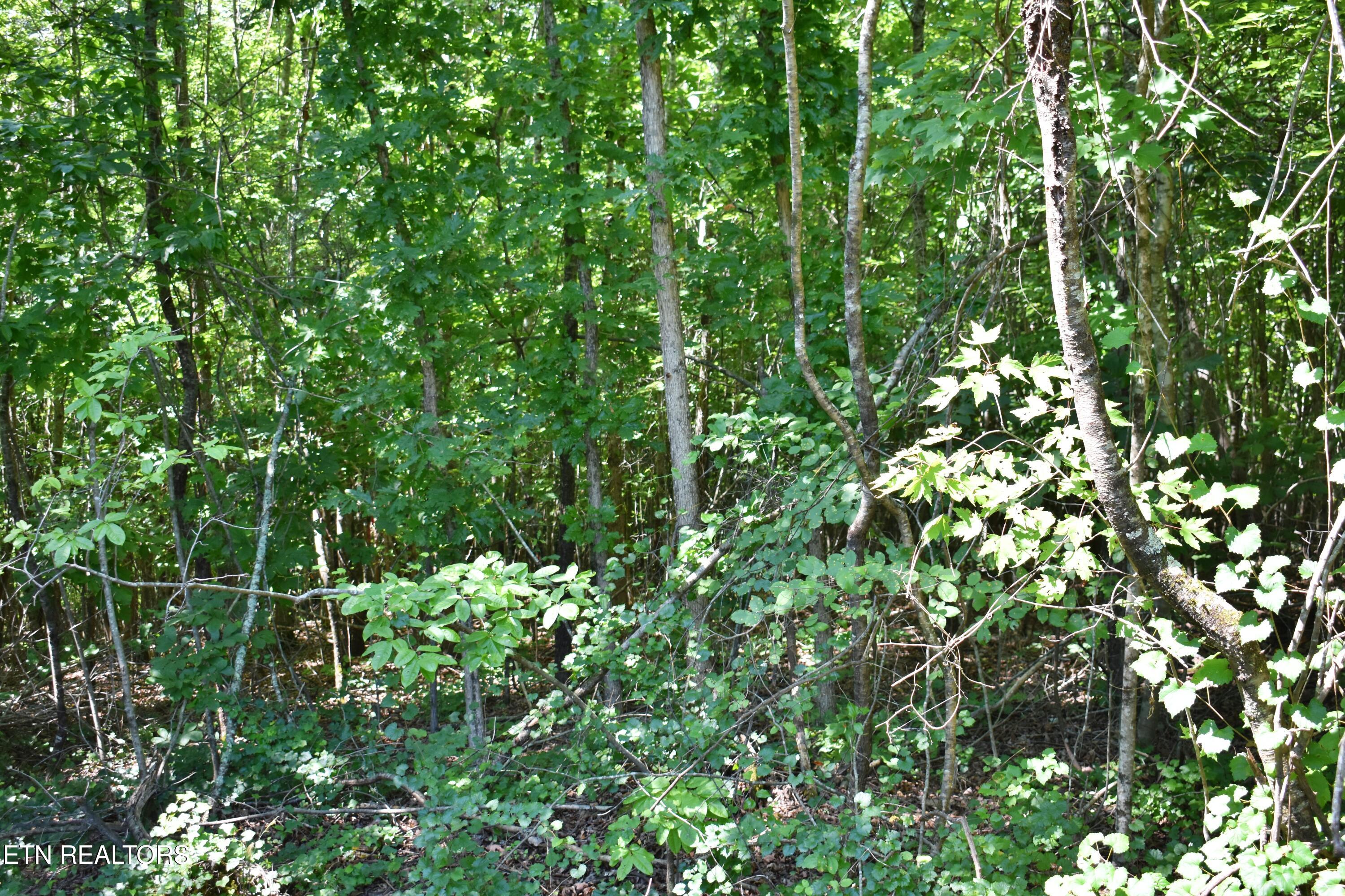 521 Norton Road Philadelphia, TN 37846 - Photo 19 of 42 DSC_0996