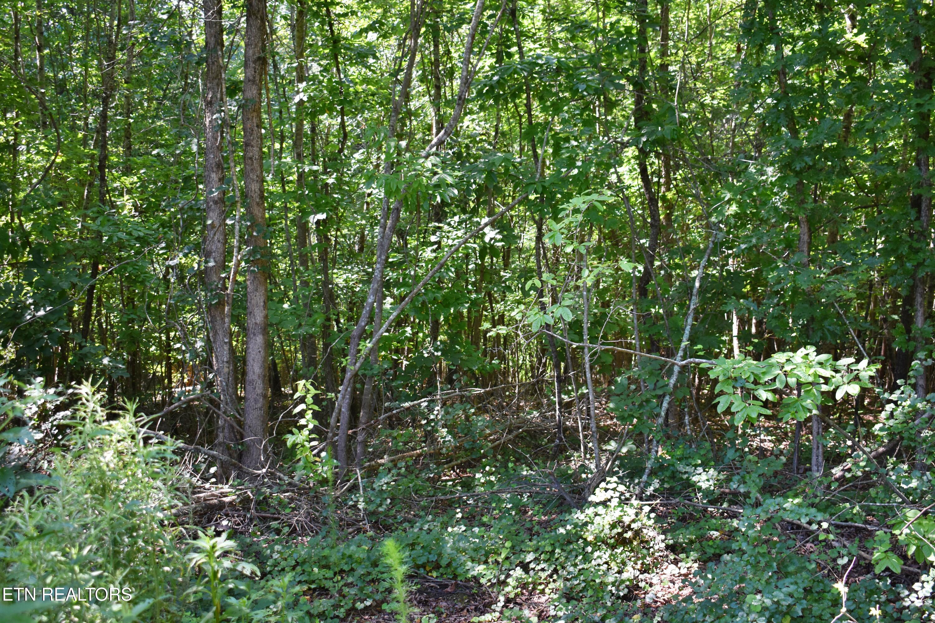 521 Norton Road Philadelphia, TN 37846 - Photo 20 of 42 DSC_0997