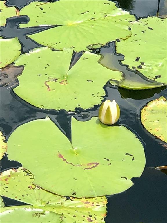 13780 Avalon Road Winter Garden, FL 34787 - Photo 7 of 9