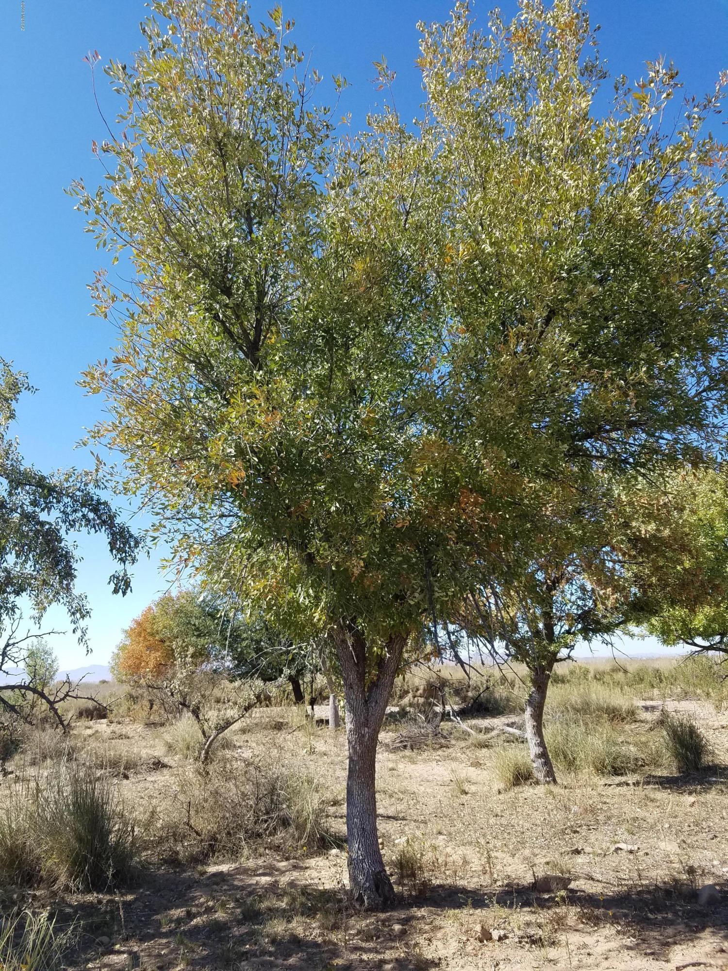 South Catclaw Road, Unit 320 Pearce, AZ 85625 - Photo 16 of 49
