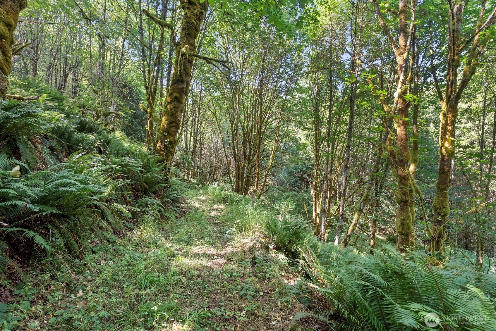 317 Cousins Road Chehalis, WA 98532 - Photo 39 of 40 a view of a lush green forest