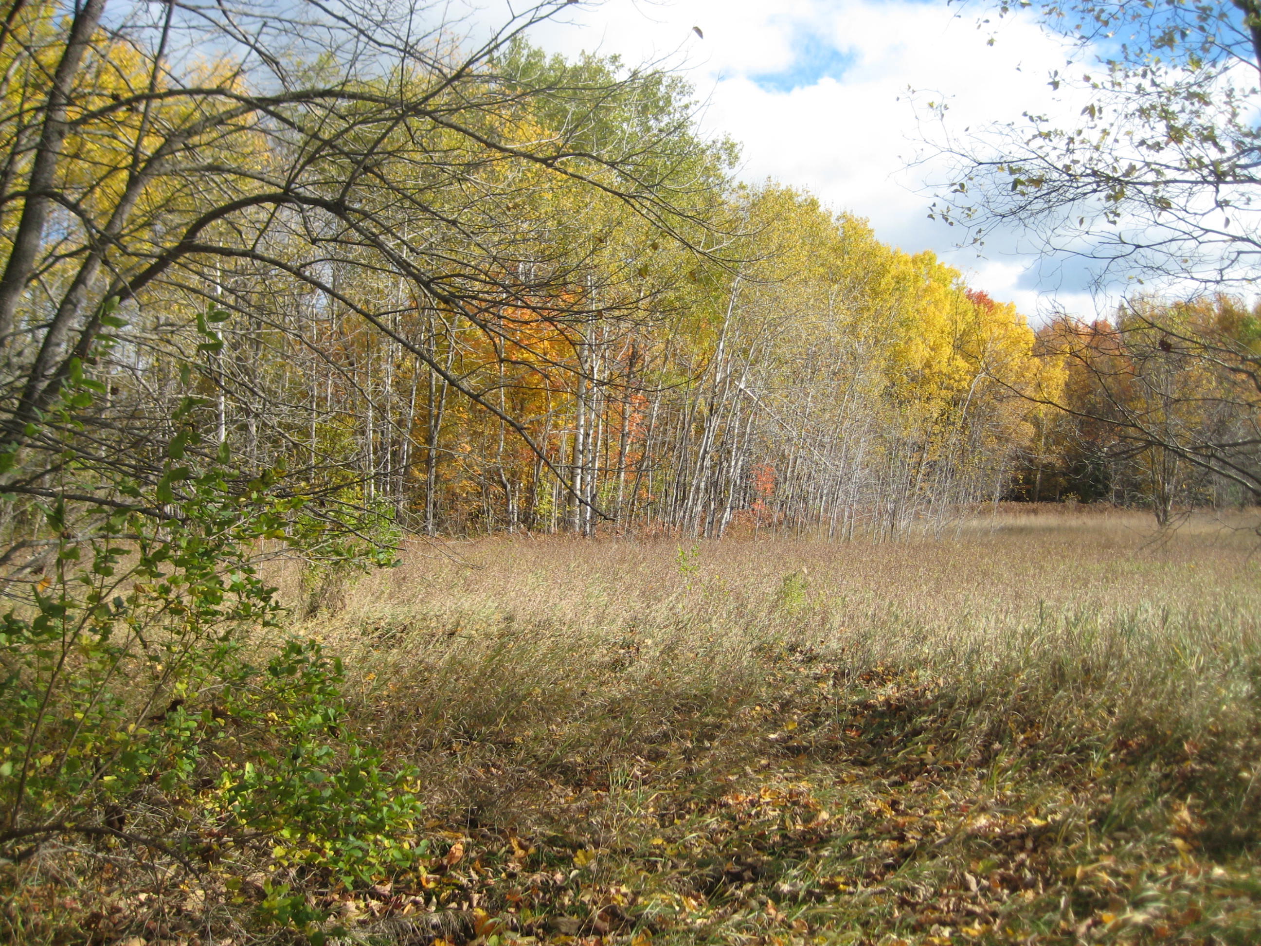 Barney Road Alanson, MI 49706 - Photo 10 of 13 Gallery Image 10