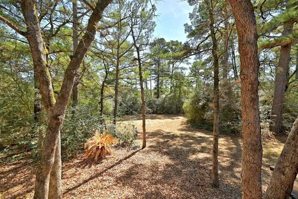 a view of a forest filled with trees