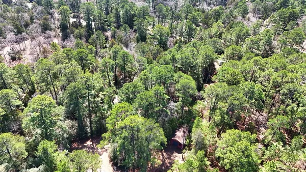 view of a lush green forest