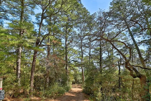 a view of tree