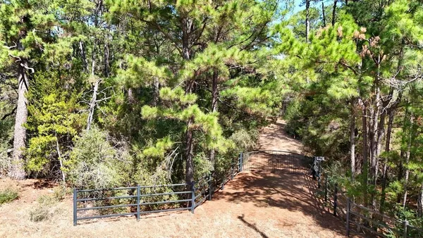 a view of a tree with a yard