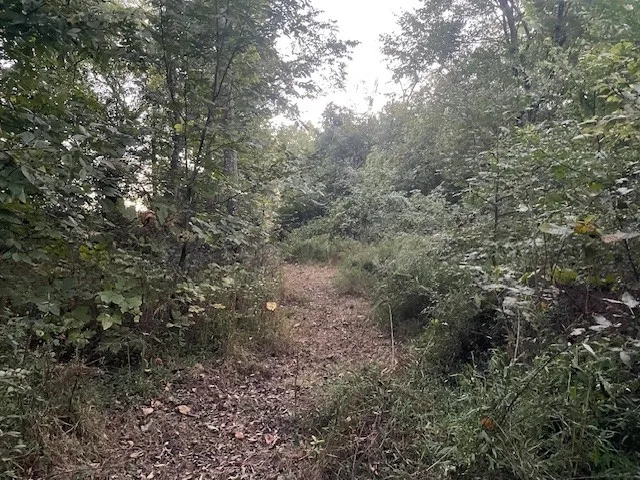 a view of a forest with lots of trees