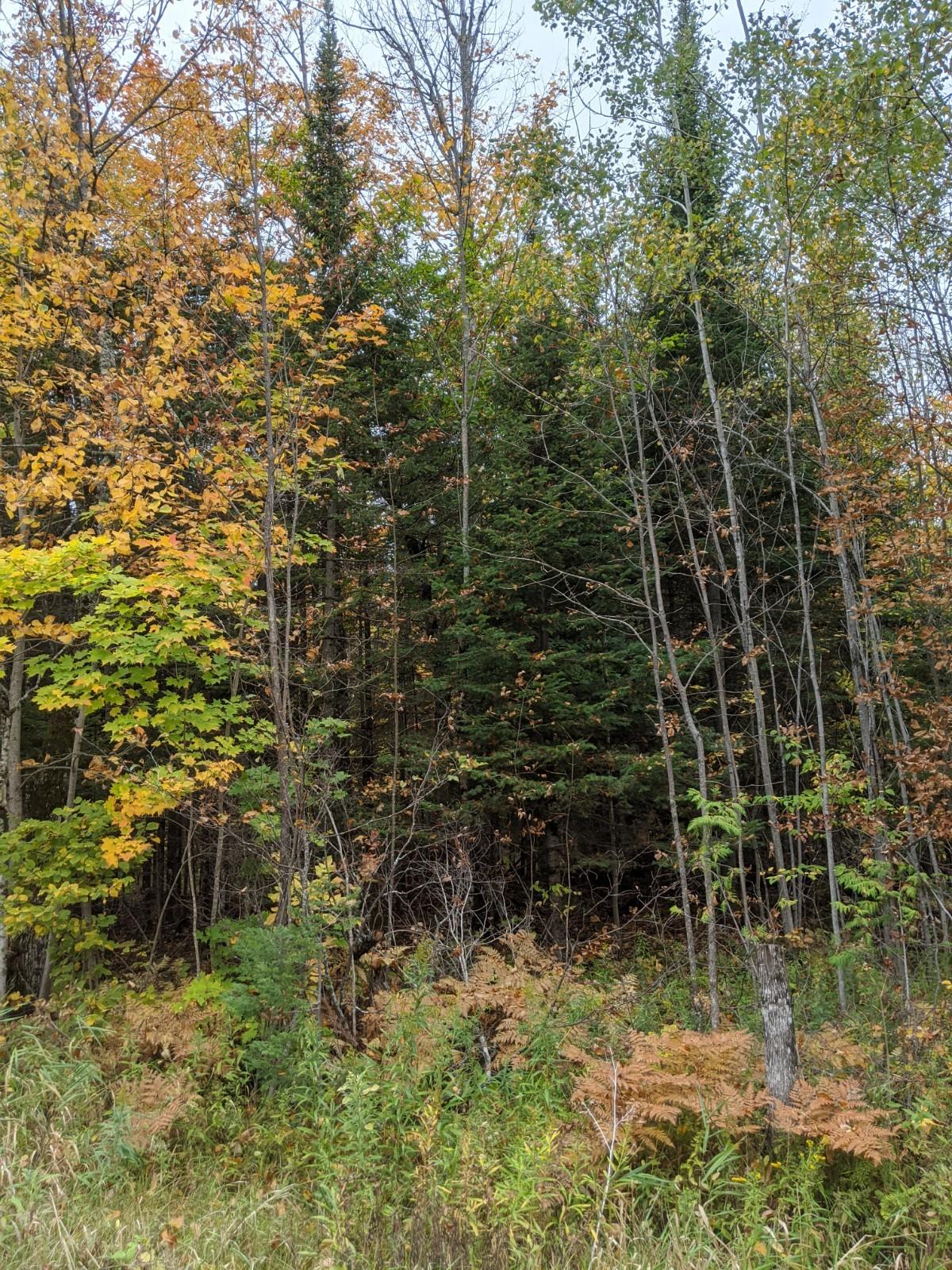 Diller Road Germfask, MI 49836 - Photo 18 of 18 Gallery Image 18
