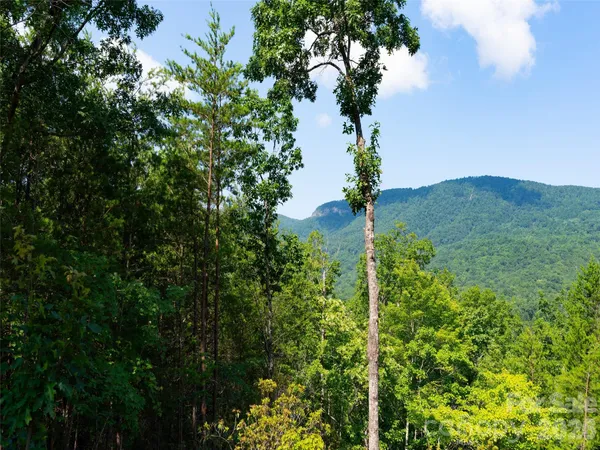 a plant that is in a garden