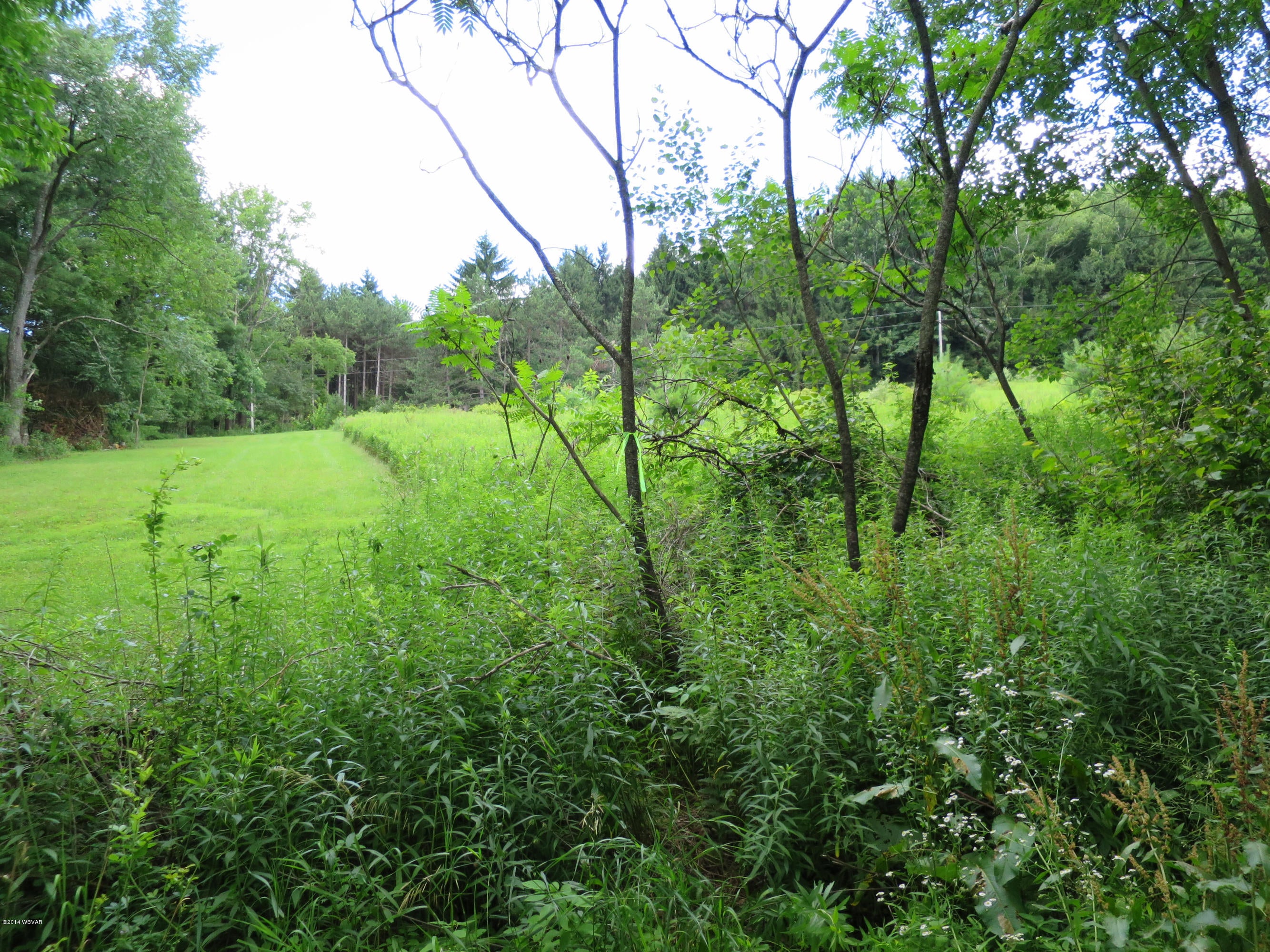 1600 Trimble Road Trout Run, PA 17771 - Photo 3 of 8 Approx boundary near neighbors mow line