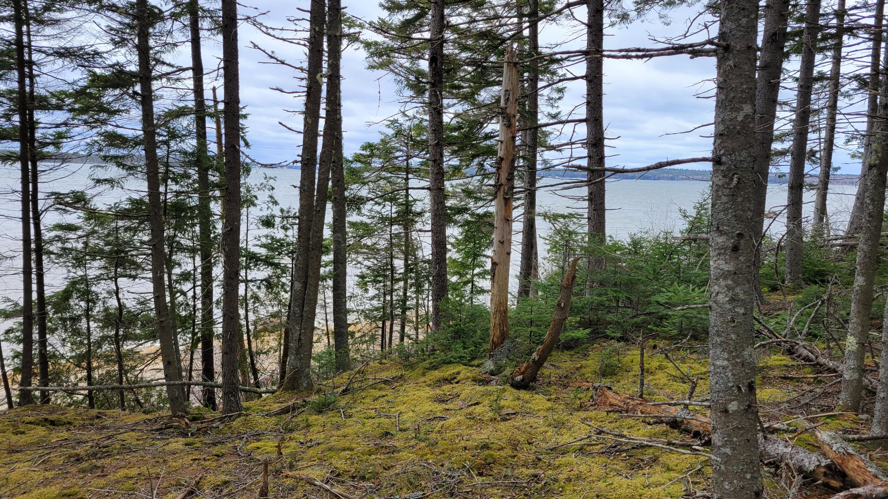 Map58-lot4 Paul Bunyan Road Corea, ME 04624 - Photo 8 of 19 20230504_122325