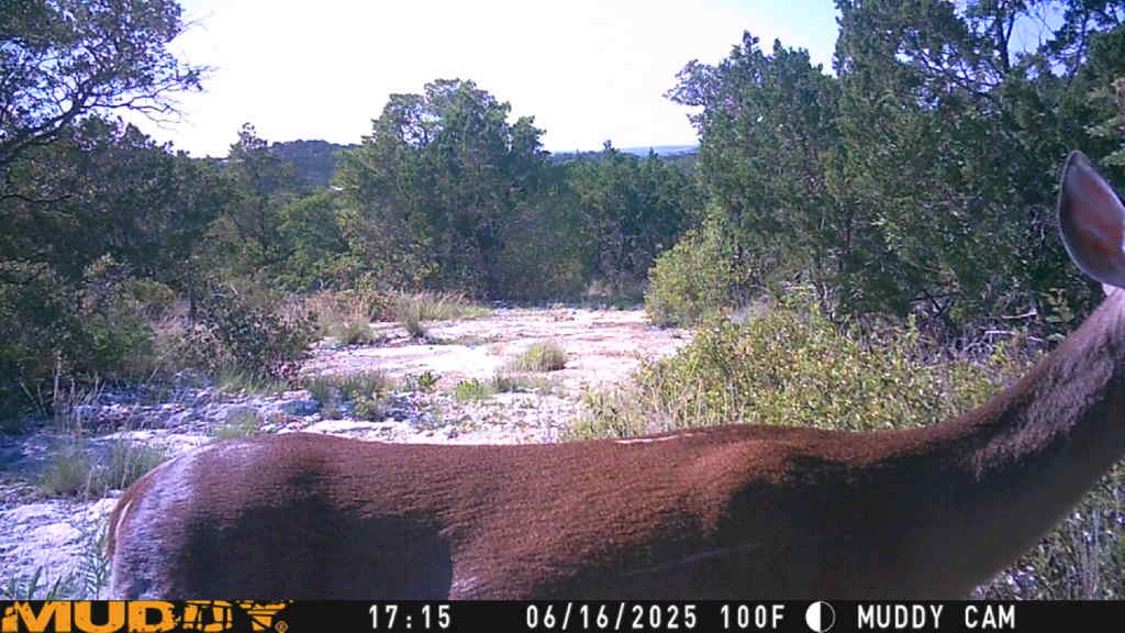 635 County Road 635 Rocksprings, TX 78880 - Photo 22 of 31 A natural landscape, featuring diverse foliage and open ground, offers a peaceful, secluded setting.