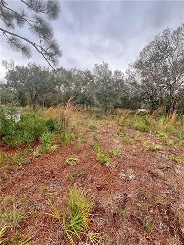 a view of a forest with a tree