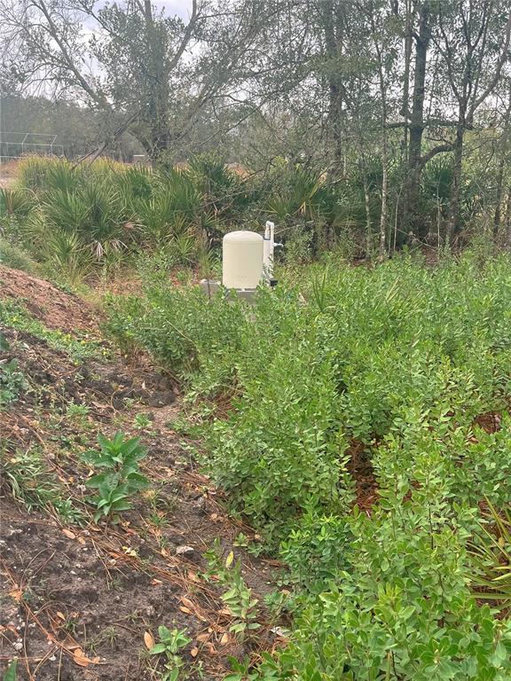 4683 Southeast Rye Avenue Arcadia, FL 34266 - Photo 5 of 7 a view of a forest with a tree