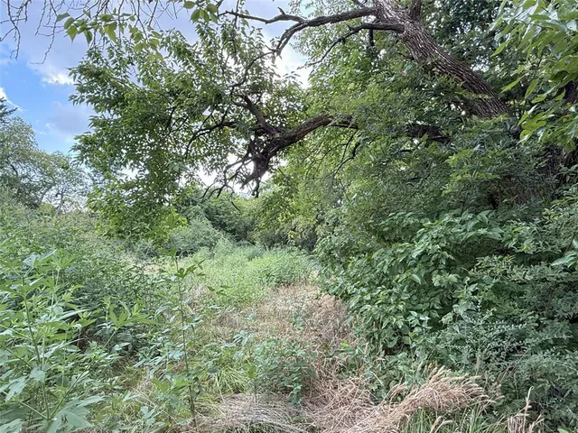 a view of a lush green forest