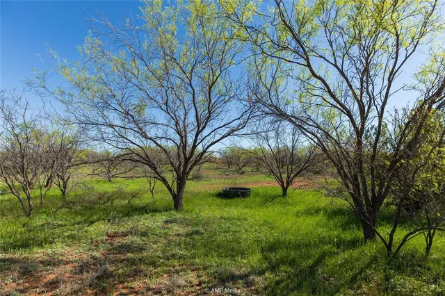 a view of yard with large tree