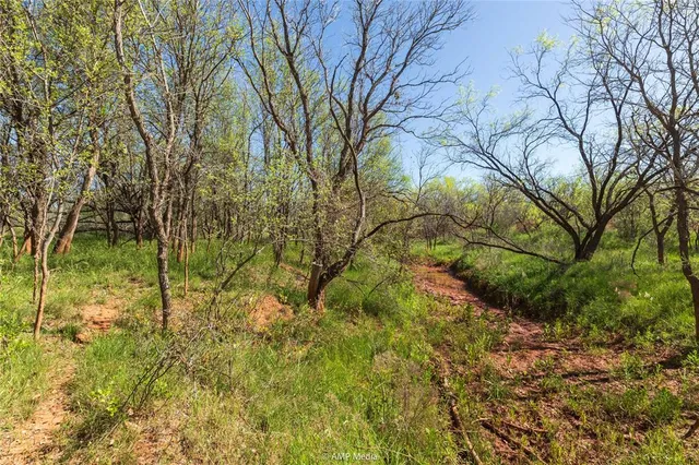 a view of a yard with plants and large trees