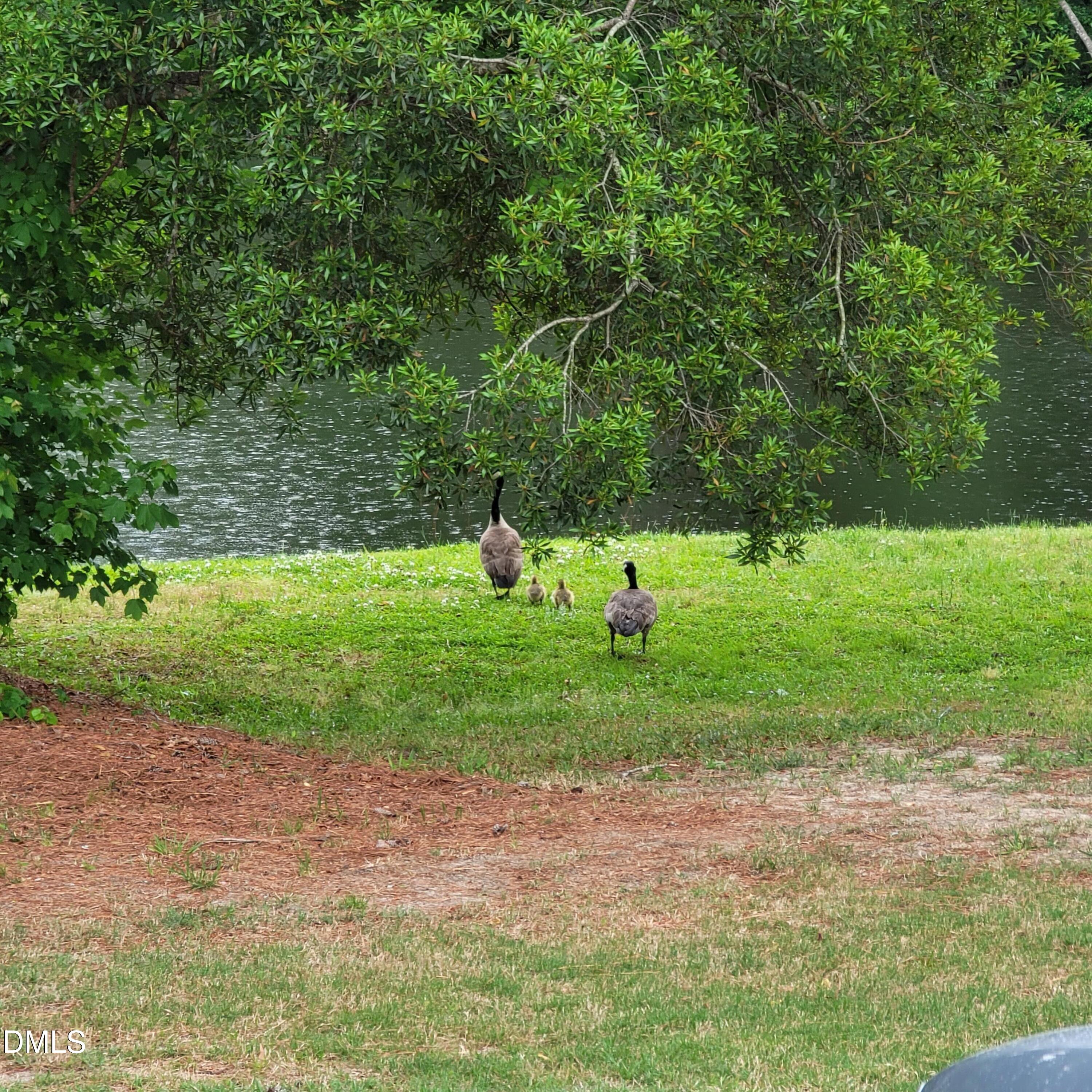 136 Kenneth Lane Willow Spring, NC 27592 - Photo 84 of 94 Pond ducks