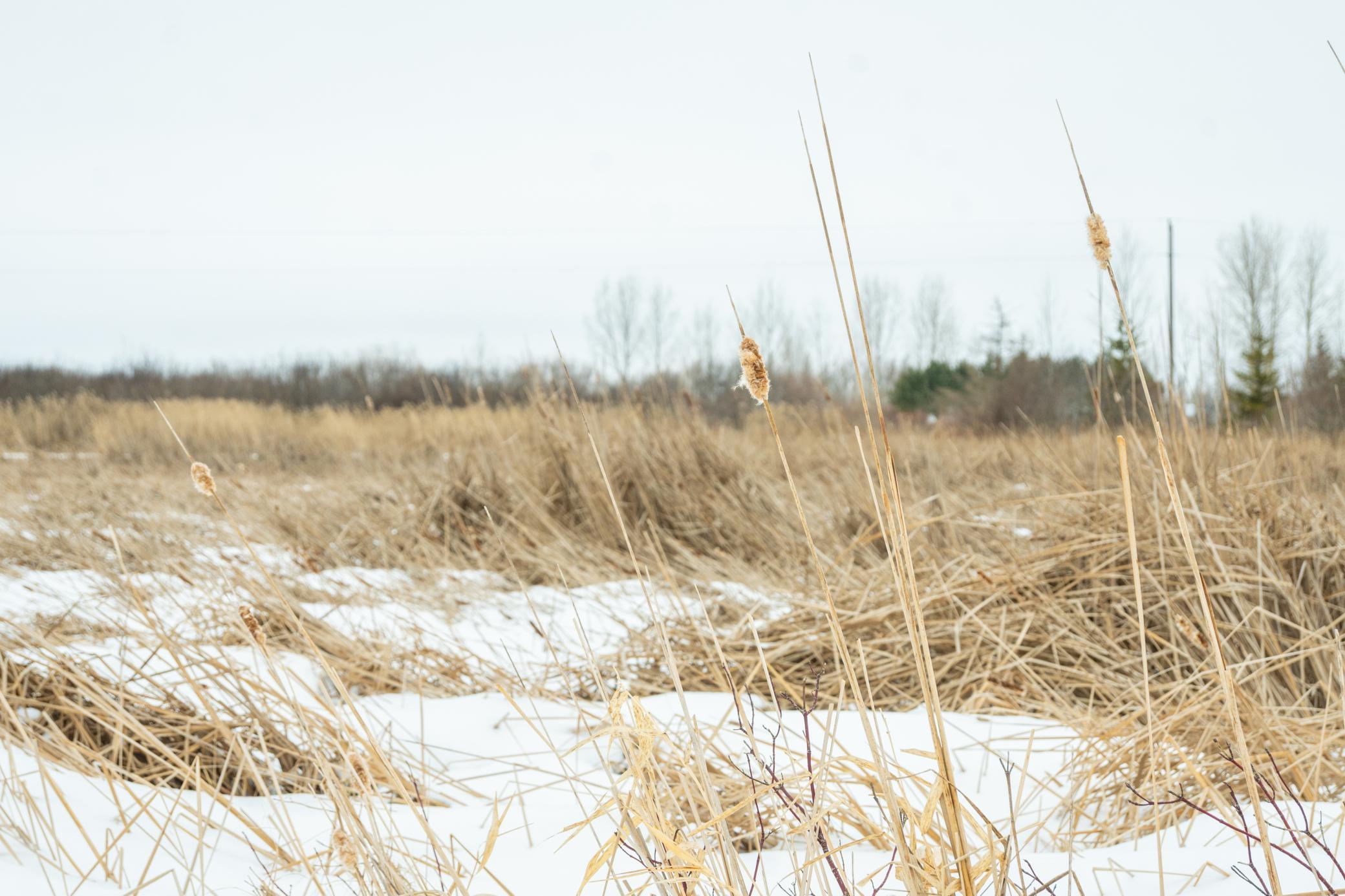 Tbd Sunny Acres Road Northeast Nelson, MN 56355 - Photo 53 of 67