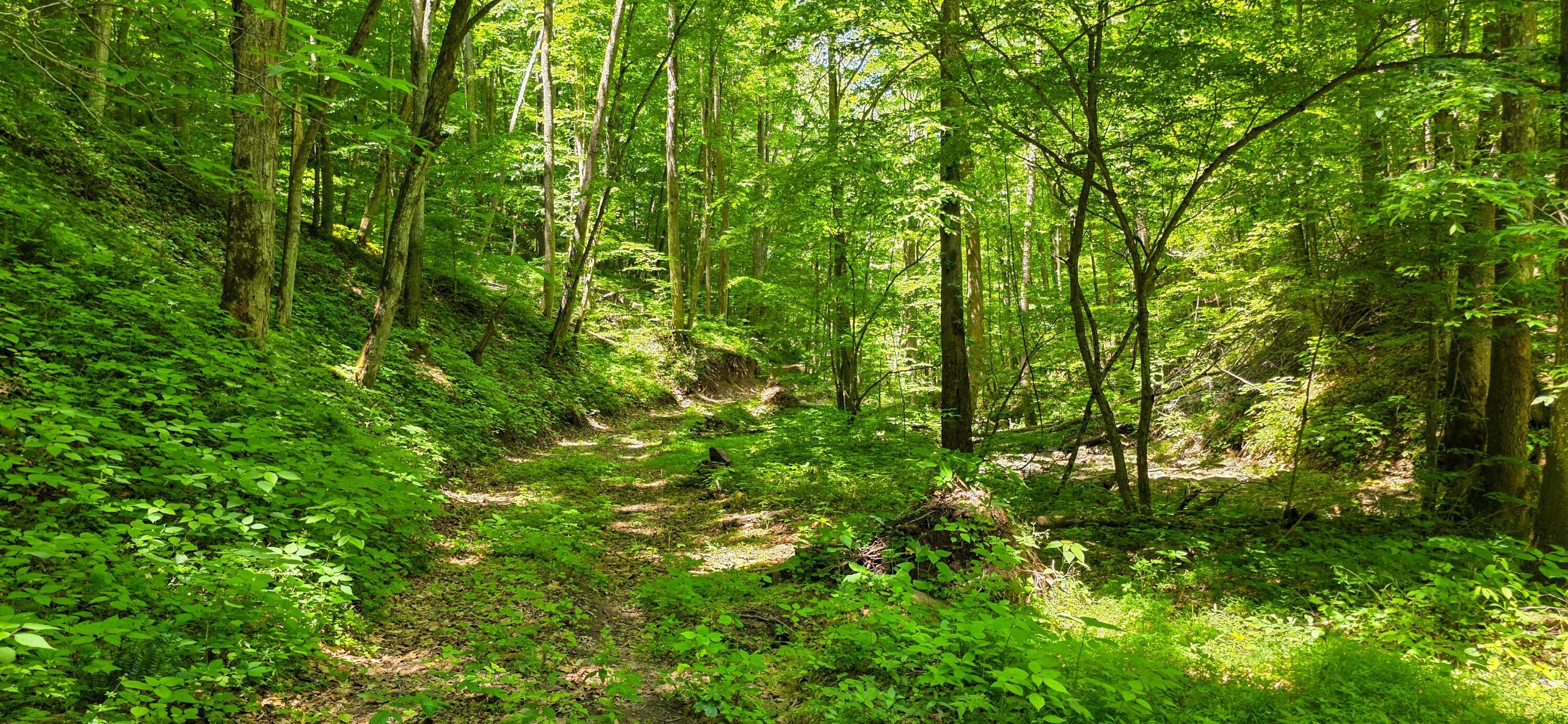Ellison Ridge Jumping Branch, WV 25969 - Photo 7 of 26 Gallery Image 7
