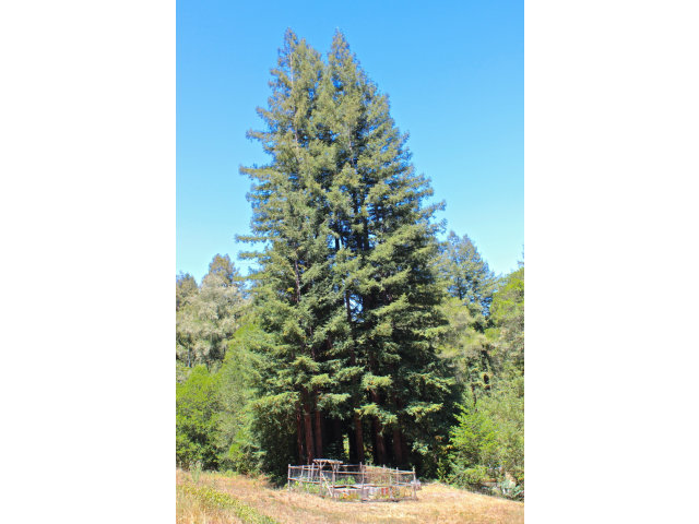2005 Sparrow Valley Road Aptos, CA 95003 - Photo 20 of 25 Gallery Image 20