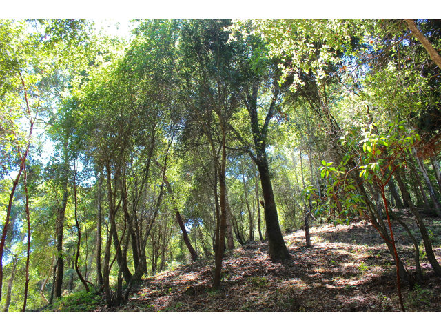 2005 Sparrow Valley Road Aptos, CA 95003 - Photo 25 of 25 Gallery Image 25