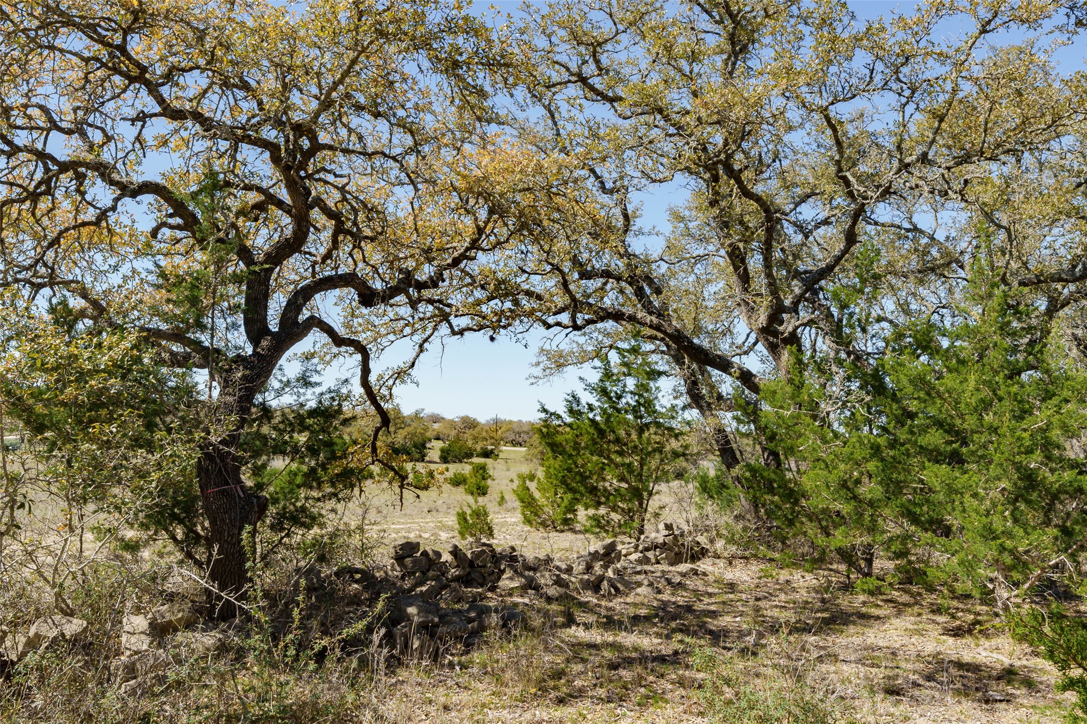 1440 Stone Ridge Mountain Drive Round Mountain, TX 78663 - Photo 3 of 23 a view of a tree